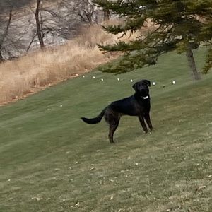 Meet your Posher, Wesley